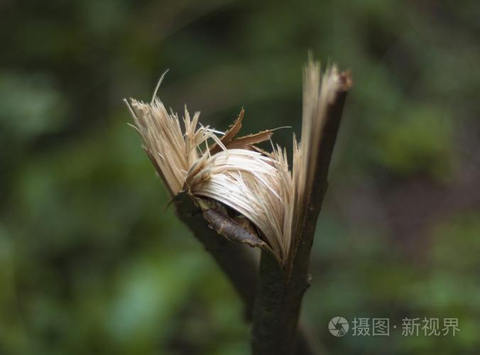 重生之綠 風(fēng)暴過(guò)后，焦土上的生命贊歌